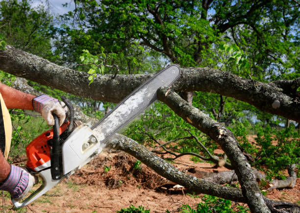 Professional Tree Service in Clayton, NC